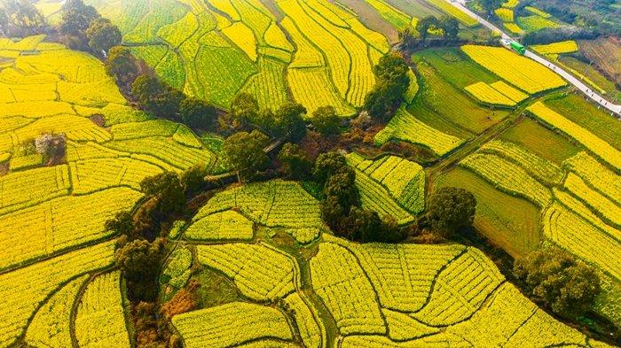 江西萬(wàn)安田園金色油菜花盛開(kāi)