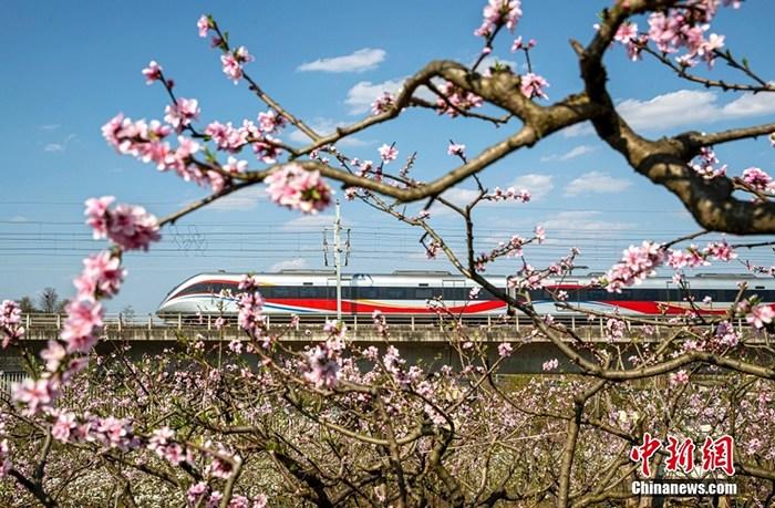 貴州黔西：春日列車(chē)花間行